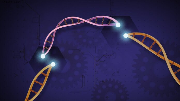 DNA genes genetics CRISPR prime editing