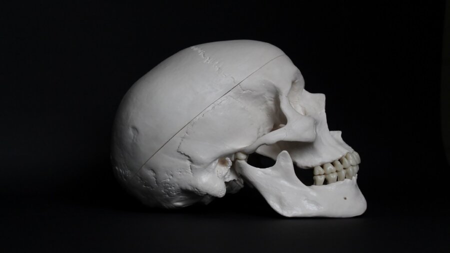 evolution human skull