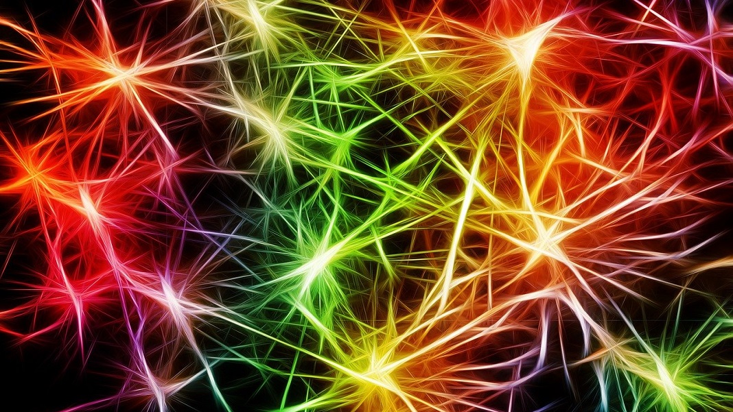 neuron human brain synapses neuroscience