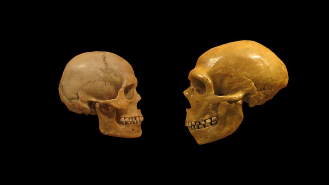 sapiens neanderthal skulls comparison black background