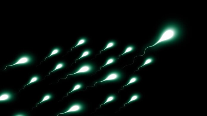 male birth control contraceptive sperm