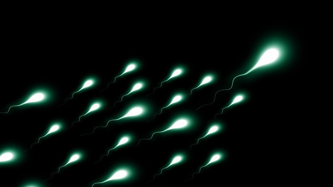 inherited immunity in mice sperm on black background