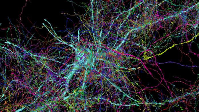 brain maps connectomes neurons synapses neuroscience