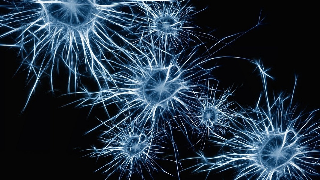 memory storage in brain neurons synaptic connections