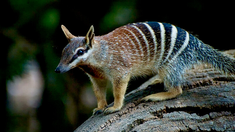 How the Newly Decoded Numbat Genome Might Assist Carry the Tasmanian Tiger Again From Extinction