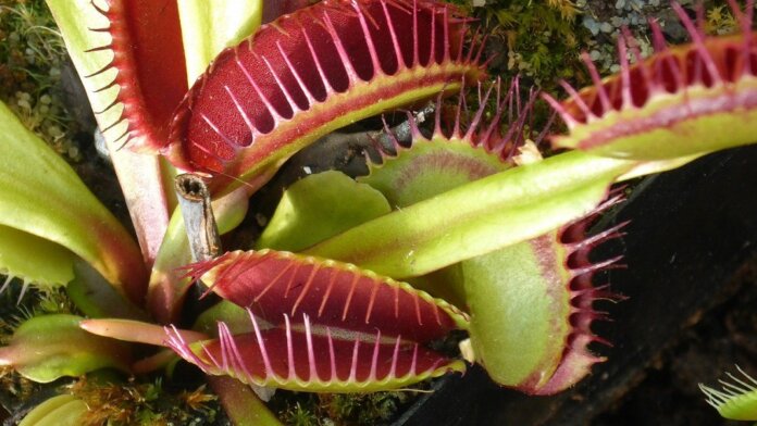 artificial neuron venus flytrap plant