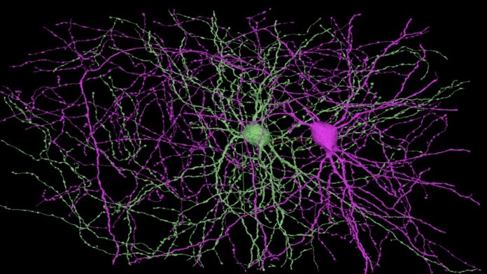 brain mapping mouse connectome neurons microns