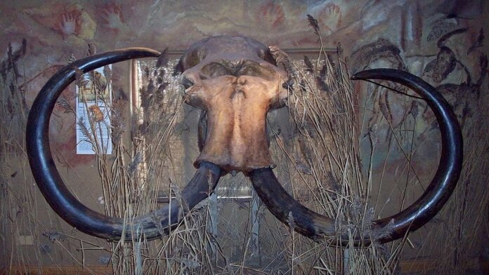 woolly mammoth tusks de-extinction species genetics