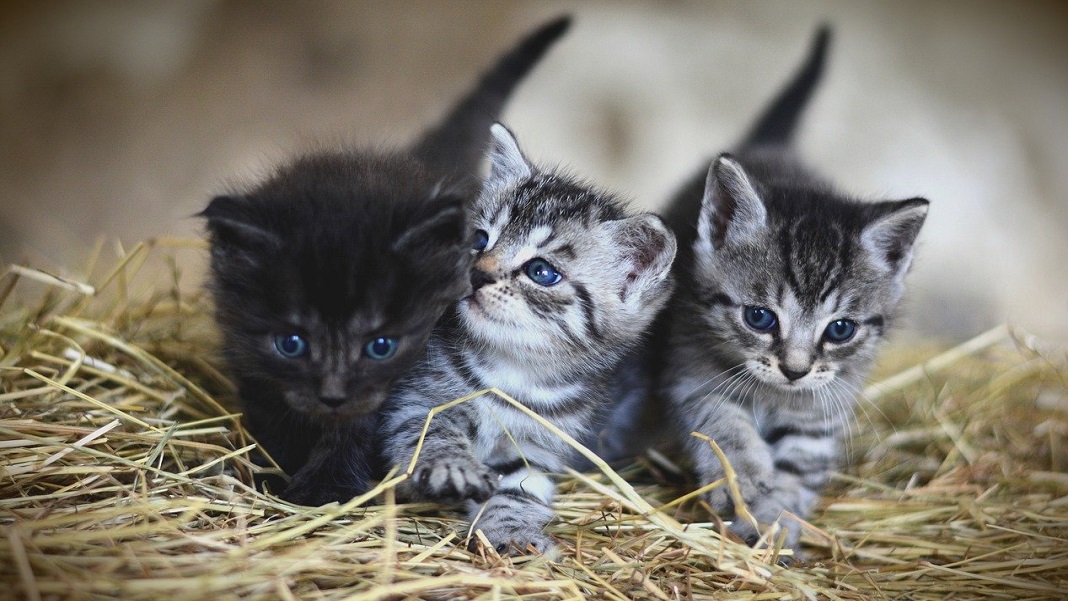 CRISPR gene editing cats kittens genetic engineering