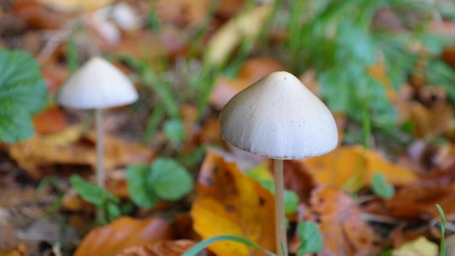 magic mushrooms psychedelics