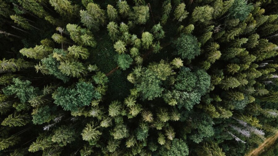 活碳树基因工程碳捕集林