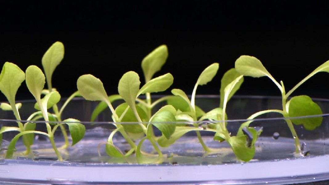 New Synthetic Photosynthesis Technique Grows Meals With No Sunshine