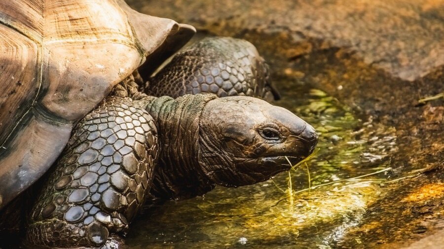 longevity animal species tortoise long life