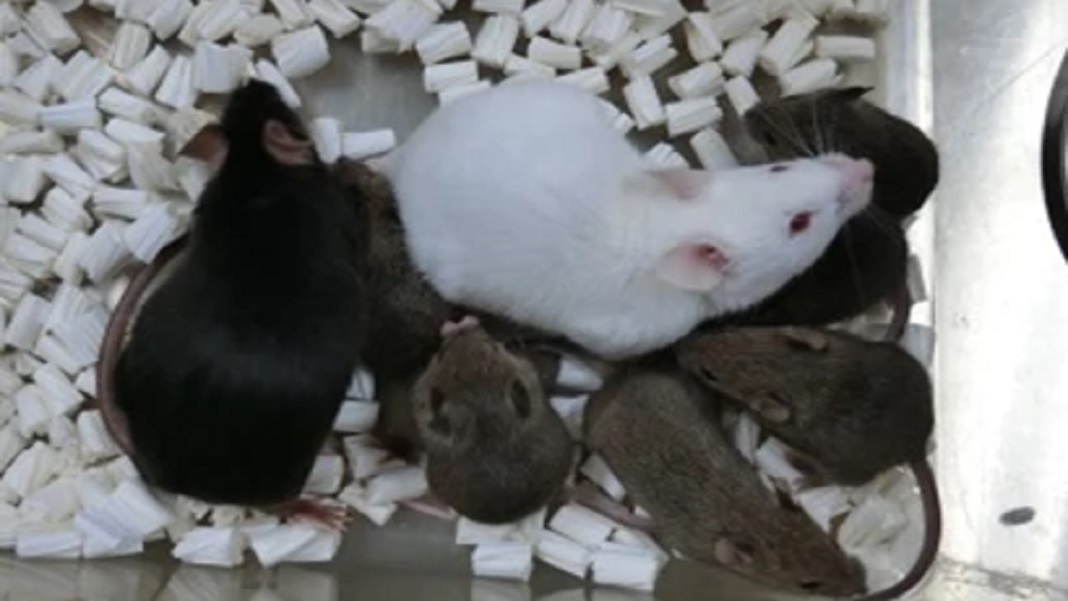 Scientists Cloned Mice From Freeze-Dried Skin Cells, Opening the Door to  Biopreservation