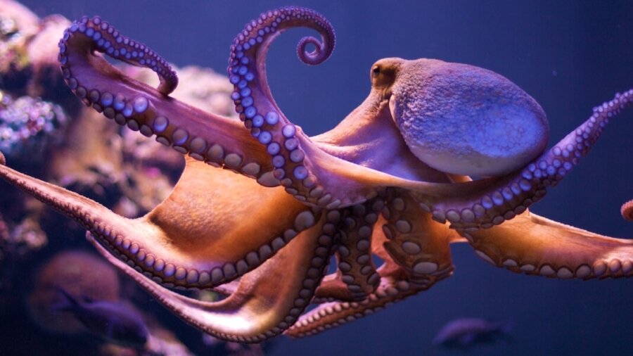 evolution tree dna tech octopus underwater purple blue