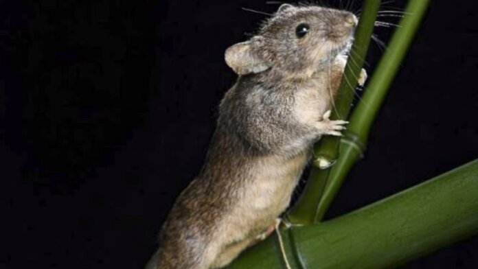 mouse on bamboo stalk genetics CRISPR