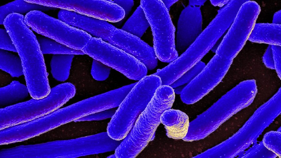 e. coli engineered bacteria