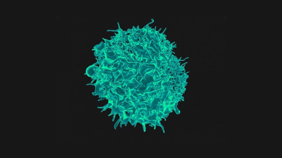 A new therapy combines CRISPR and CAR-T to engineer T cells that can hunt down cancer