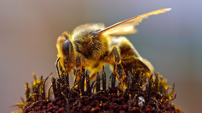 mind brain sentience bee collecting pollen