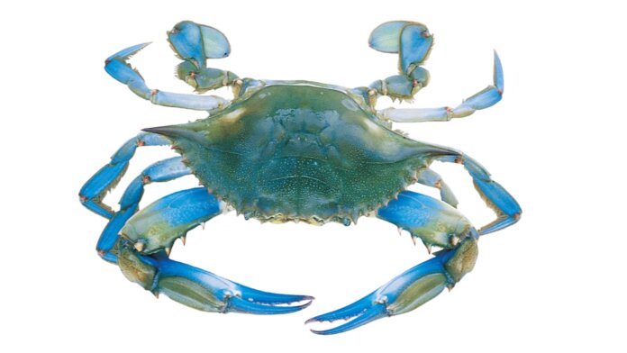 convergent evolution blue crab
