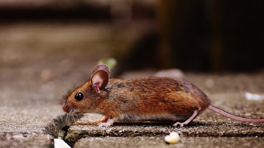 mouse longevity lifespan Yamanaka factors