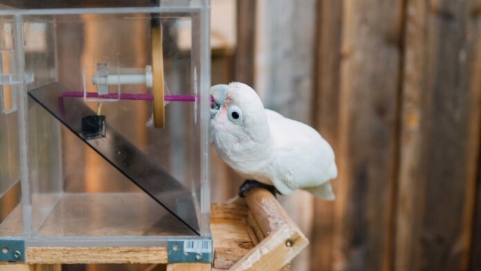 animal behavior tool use bird behavior goffin's cockatoo using tools