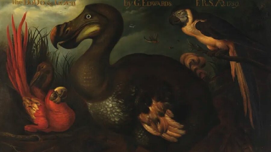 Could the dodo be revived? US-based firm Colossal Biosciences
