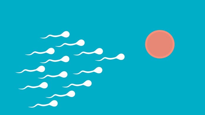 male birth control sperm egg sAC inhibitor