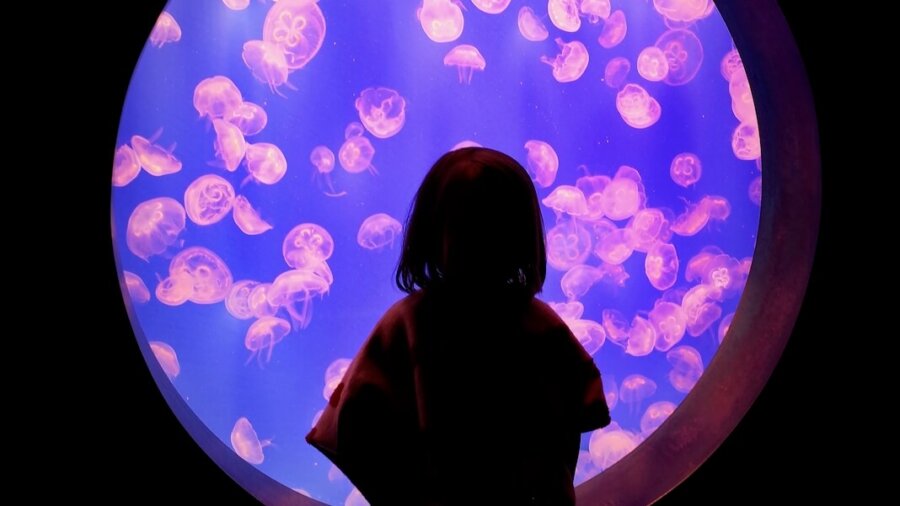 tech stories girl aquarium jelly fish purple pink