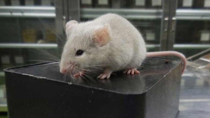 white mouse in lab born from male skin cells