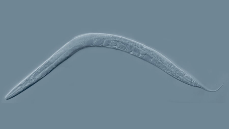 3d printed electronics in living worm c. elegans