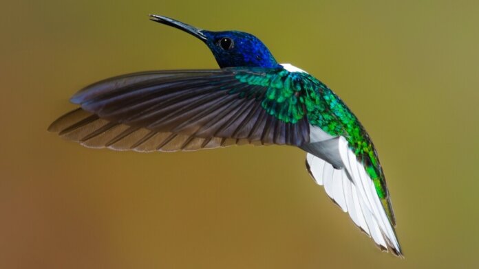 theory of life hummingbird in flight wings