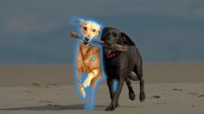 meta sam ai object segmentation two dogs stick beach