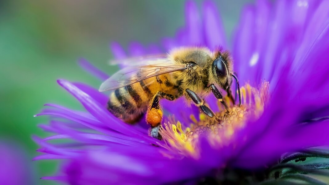 Bees Are Astonishingly Good at Making Decisions