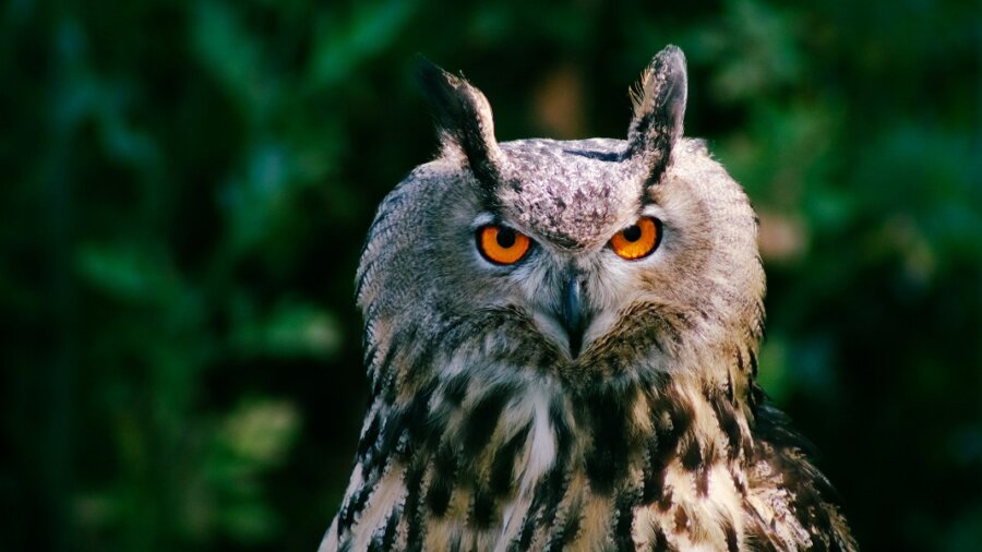 animal intelligence neuroscience owl nature