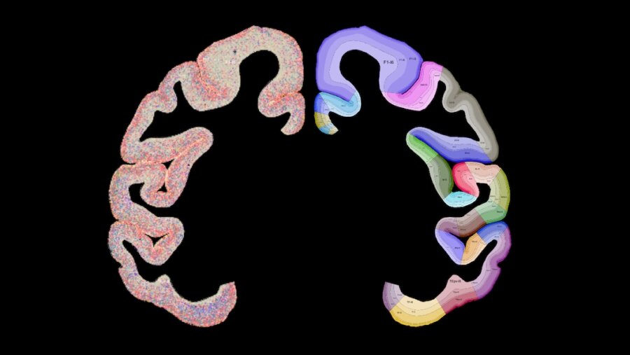 macaque brain map reveals orginizational secrets of the cortex