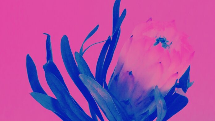 tech stories stylized pink blue flower