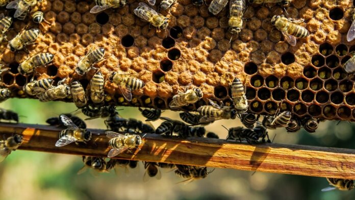 bees hive swarm nature animals AI