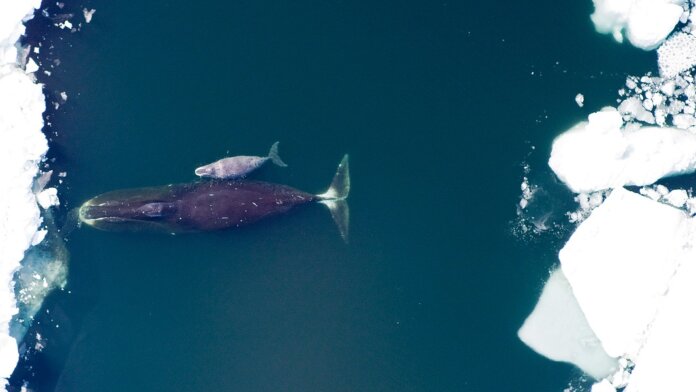 bowhead whale and calf in arctic