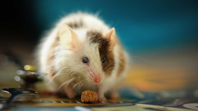 reversing brain aging in mice