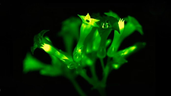 genetically engineered light bio glow-in-the-dark petunias