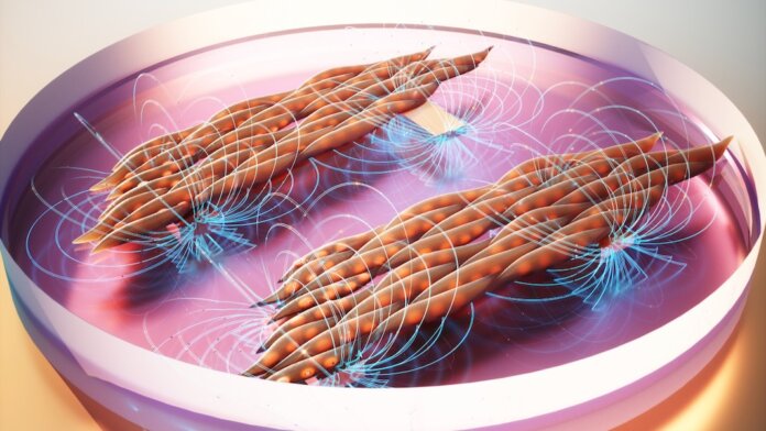 magnetically controlled-lab-grown muscles for people and robots