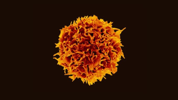 CAR T cancer treatment T cells immune system