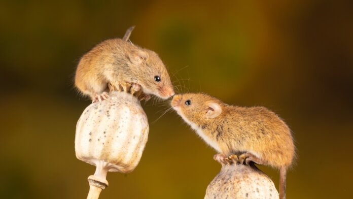 mice mirror test neuroscience self-recognition