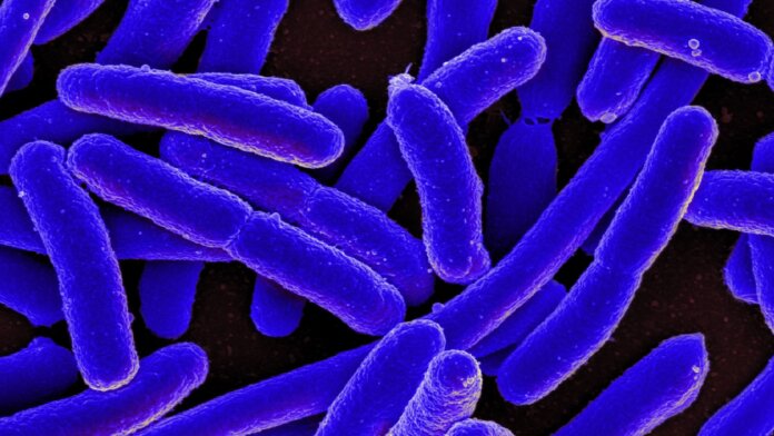 exotic amino acids proteins in e. coli bacteria