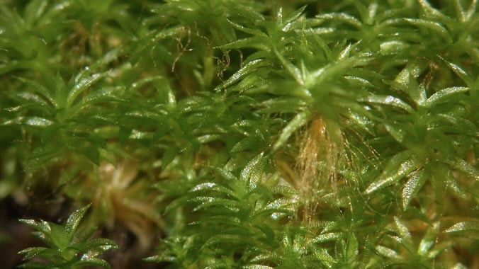 synthetic biology artificial genomes moss plants