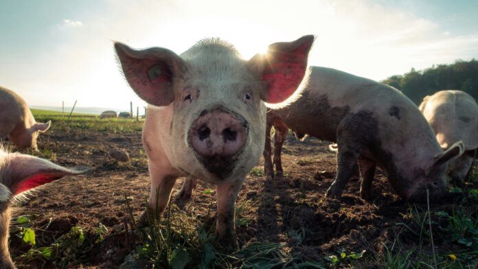 CRISPR gene editing makes pigs immune to PRRS virus.