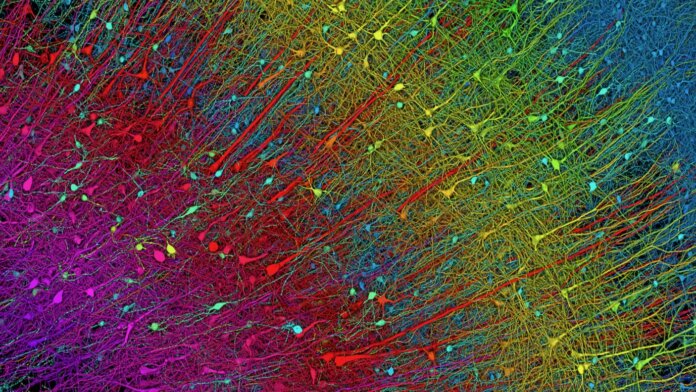 Scientists map a cubic millimeter of the human cortex with extreme precision